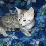 Mau, Silver, Male, DOB 10-3-17