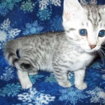 Mau, Silver, Male, DOB 10-3-17