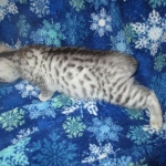 Mau, Silver, Male, DOB 10-3-17