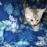 Mau, Silver, Male, DOB 10-3-17