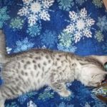 Mau, Silver, Male, DOB 10-3-17