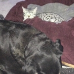 Imhotep, Egyptian Mau, silver, male DOB 10-3-17