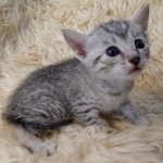 Mau, Silver, Male #2, DOB 10-3-19