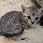 Mau, Silver, Male #2, DOB 10-3-19