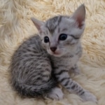 Mau, Silver, Male #2, DOB 10-3-19