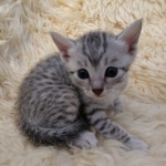 Mau, Silver, Male #2, DOB 10-3-19