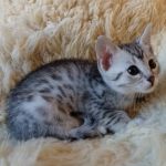Mau, Silver, Male #2, DOB 10-3-19