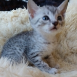 Mau, Silver, Male #2, DOB 10-3-19