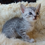 Mau, Silver, Male #2, DOB 10-3-19