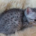 Mau, Silver, Male #2, DOB 10-3-19