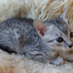 Mau, Silver, Male #2, DOB 10-3-19