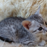 Mau, Silver, Male #2, DOB 10-3-19