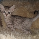 Mau, Silver, Male #2, DOB 10-3-19