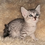 Mau, Silver, Male #2, DOB 10-3-19