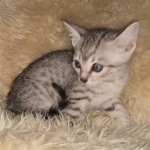 Mau, Silver, Male #2, DOB 10-3-19
