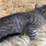 Mau, Silver, Male, DOB 10-3-19