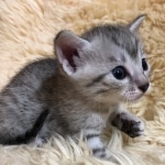 Mau, Silver, Male, DOB 10-3-19