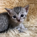 Mau, Silver, Male, DOB 10-3-19