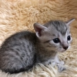 Mau, Silver, Male, DOB 10-3-19