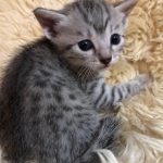 Mau, Silver, Male, DOB 10-3-19