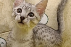 Leonidas Egyptian Mau silver Male #2 DOB 11-16-23
