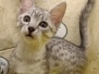 Leonidas Egyptian Mau silver Male #2 DOB 11-16-23