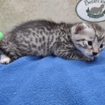 Mau silver Male DOB 11-16-23