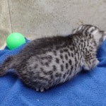 Mau silver Male DOB 11-16-23