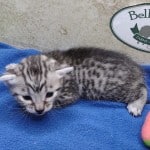 Mau silver Male DOB 11-16-23