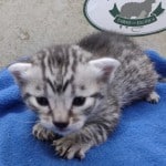 Mau silver Male DOB 11-16-23