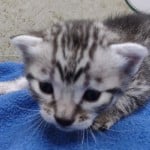 Mau silver Male DOB 11-16-23