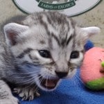 Mau silver Male DOB 11-16-23