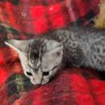 Mau silver Male DOB 11-16-23