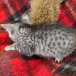 Mau silver Male DOB 11-16-23