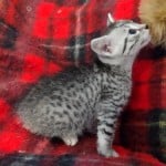 Mau silver Male DOB 11-16-23