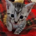 Mau silver Male DOB 11-16-23