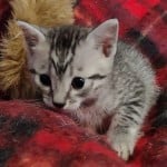 Mau silver Male DOB 11-16-23