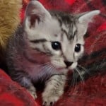 Mau silver Male DOB 11-16-23