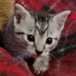 Mau silver Male DOB 11-16-23