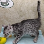 Mau silver Male DOB 11-16-23