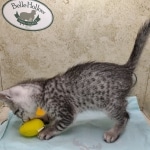 Mau silver Male DOB 11-16-23