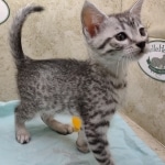 Mau silver Male DOB 11-16-23