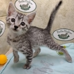 Mau silver Male DOB 11-16-23