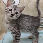 Mau silver Male DOB 11-16-23