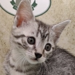 Mau silver Male DOB 11-16-23