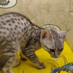 Mau silver Male DOB 11-16-23