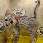 Mau silver Male DOB 11-16-23