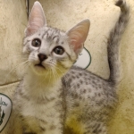 Mau silver Male DOB 11-16-23