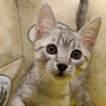 Mau silver Male DOB 11-16-23