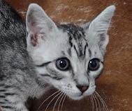 Egyptian Mau Silver Male #2 DOB 11-25-22